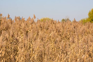 Tohumları yakın manzara görünümlü sonbahar ortak sazlığı