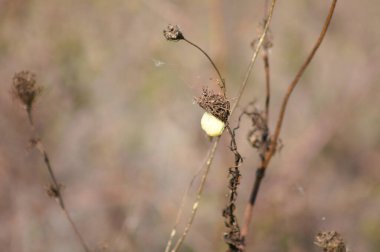 Yabani havuç çekirdekleri yakın plan yeşilimsi bulanık arka plan