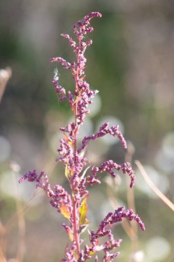 Bulanık arkaplan ile çiçek yakın görüntüsü üçgen orache