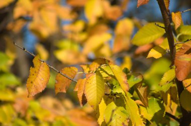 Sonbahar Altın Amerikan karaağacı, arka planda bulanık bir görüntü bırakıyor.