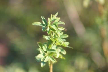 Beyaz tatlı yonca yaprakları yakın plan yeşil bulanık arkaplan