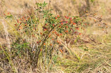 Çoklu köpek gülü kırmızı meyve çalısı yakın plan ön plan seçici odaklı