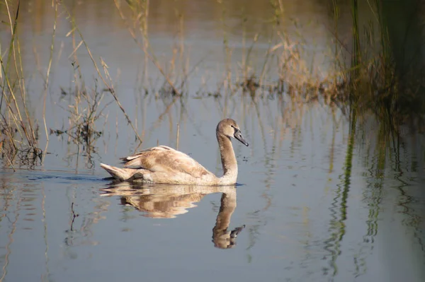 Junger Schwan Schwimmt Auf See Nahaufnahme Mit Spiegelungen Auf Plätscherndem — Stockfoto