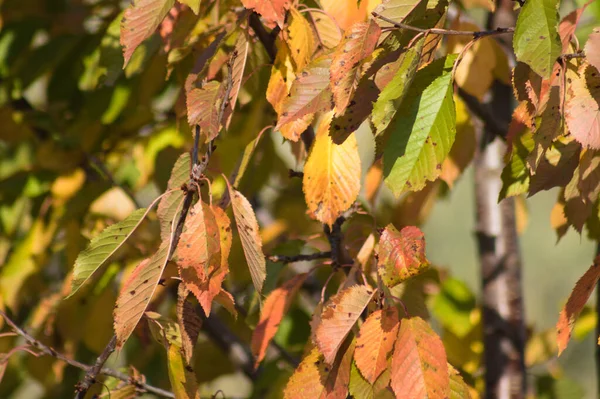 Höstens Gyllene Surkörsbärsblad Närbild Med Selektivt Fokus Förgrunden — Stockfoto