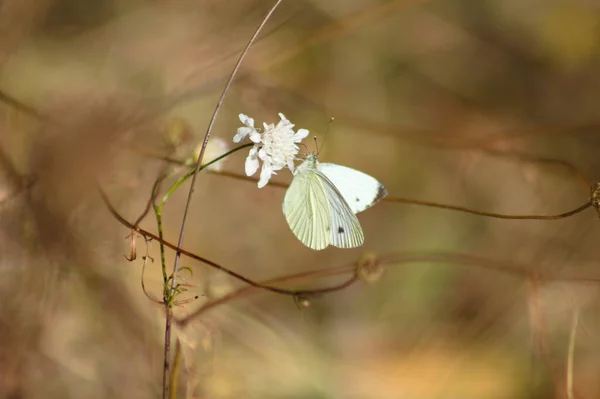 Biały Motyl Kapusta Kwiat Bliska Widok Zamazanym Tle — Zdjęcie stockowe