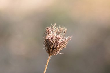 Bulanık arkaplanı olan yabani havuç tohumları yakın plan görüntüsü