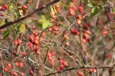 Çoklu kırmızı köpek gül tohumu çalılara yakın planda seçici bir odak ile ön planda