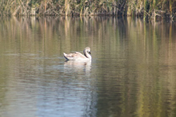 Junger Schwan See Aus Nächster Nähe Mit Selektivem Fokus Auf — Stockfoto