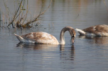 Dalgalı göl manzarasında yüzen genç beyaz kuğu.