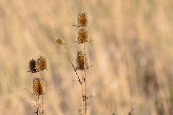 Multiples Graines Teasel Sauvage Vue Rapprochée Avec Fond Flou — Photo