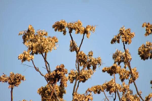 Дерево Неба Высохшие Листья Вид Крупным Планом Голубым Небом Заднем — стоковое фото