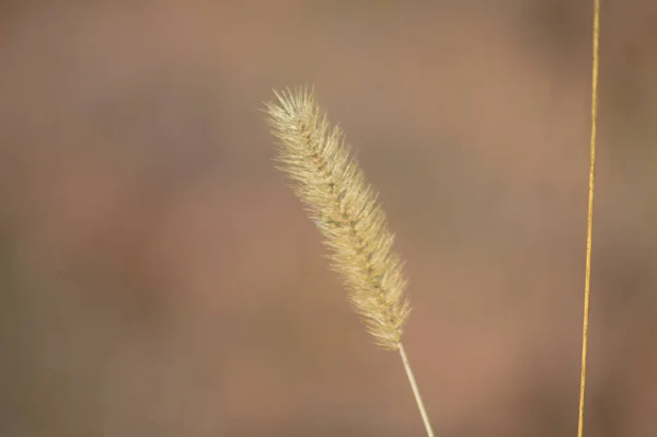 背景がぼやけた湿原のひげ草の種クローズアップビュー — ストック写真