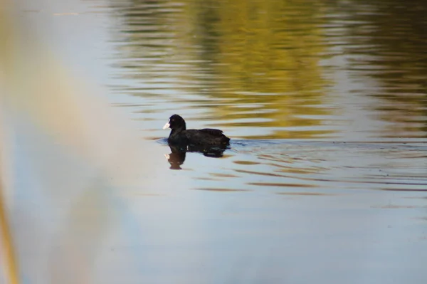 Black Scoter Schwimmen Nahaufnahme Mit Selektivem Fokus Auf Den Vordergrund — Stockfoto