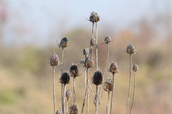 Herbstliche Getrocknete Braune Wilde Teesamen Nahaufnahme Mit Verschwommenem Hintergrund — Stockfoto