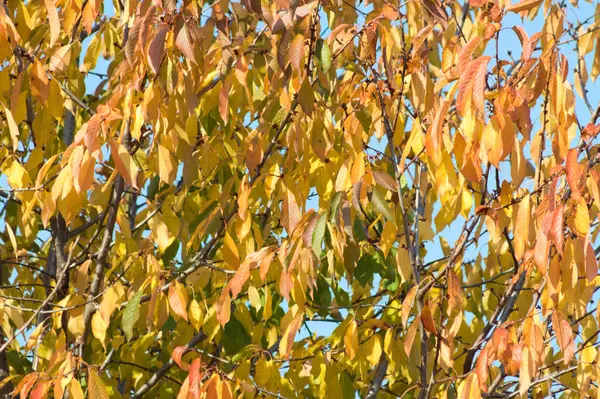 Autumnal Golden Sour Cherry Leaves Close View Blue Sky Background — Stockfoto