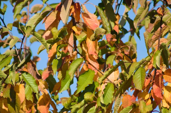 Autumnal Sweet Cherry Leaves Close View Blue Sky Background — Stockfoto