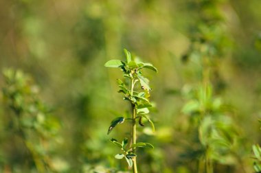 Beyaz tatlı yonca yaprakları yakın plan yeşil bulanık arkaplan