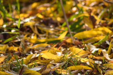 Altın sarısı söğüt yaprakları yeşil çimen manzarasına yakın
