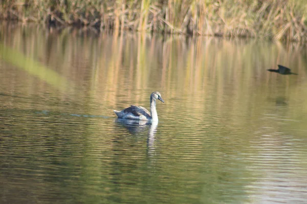 Cisne Cinzento Jovem Lago Ondulado Com Foco Seletivo Primeiro Plano — Fotografia de Stock