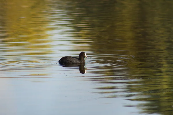 Euroasijské Coot Zvlněné Jezero Zblízka Pohled Výběrovým Zaměřením Popředí — Stock fotografie