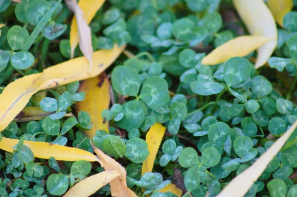 Weißklee Grüne Blätter Mit Goldenen Trauerweidenblättern Nahaufnahme — Stockfoto