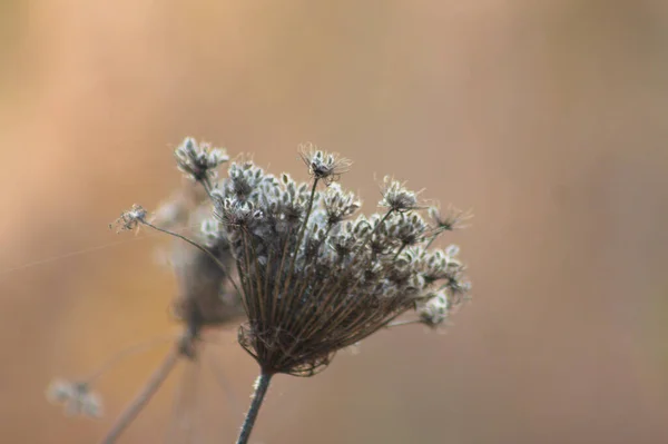 Semi Secchi Carota Selvatica Vista Vicino Con Sfondo Sfocato — Foto Stock