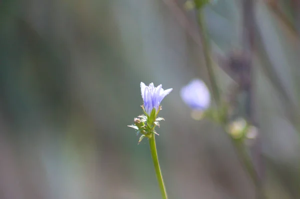Common Chicory Bloom Close Blurred Background Light — Stock Photo, Image