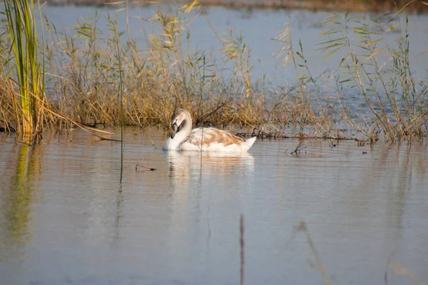 Swan Swimming Lake Close View Reed Background — Stockfoto