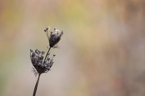 Wild Carrot Seeds Close View Blurred Background — Stock Photo, Image