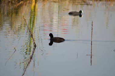 Dalgalı göl manzarasında yüzen Amerikan ördekleri