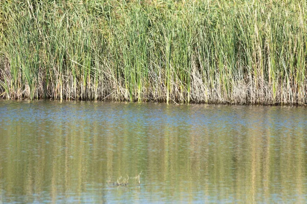 Common Reed Reflecting Rippled Water Landscape View — Stockfoto