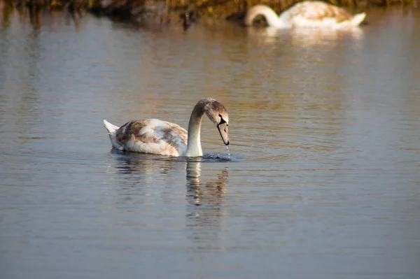 Young Swan Head Just Out Water Close View Selective Focus — Stock Photo, Image