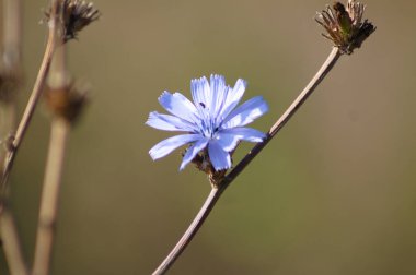 Pastel bulanık arkaplan ile çiçek yakın görüntüsünde yaygın hindiba rengi