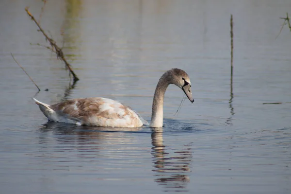 Young Swan Autumnal Lake Close Rippled Reflections — Stockfoto