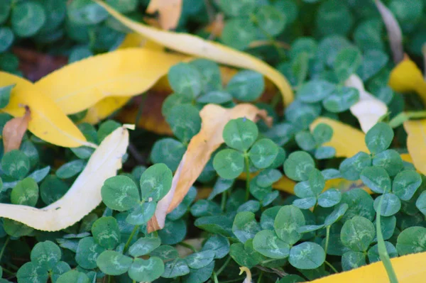 Weißklee Grüne Blätter Nahaufnahme Mit Selektivem Fokus Auf Den Vordergrund — Stockfoto
