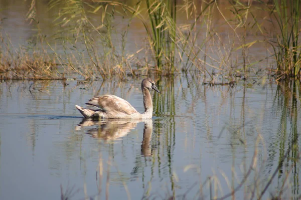 Swan Close Lake Plants Reflections Ripples — Stockfoto