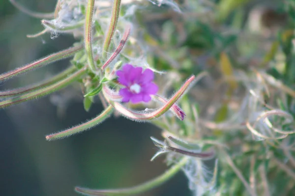 Hairy Willowherb Bloom Close View Selective Focus Foreground — Stock Photo, Image