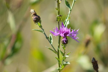 Yeşil bulanık arkaplanlı, çiçekli, yakın plan görüntüsü olan knapweed görüldü