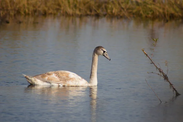 Cisne Lago Ondulado Close Vista Com Fundo Outonal — Fotografia de Stock