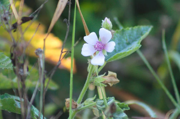 Marsh Mallow Blom Närbild Med Selektivt Fokus Förgrunden — Stockfoto