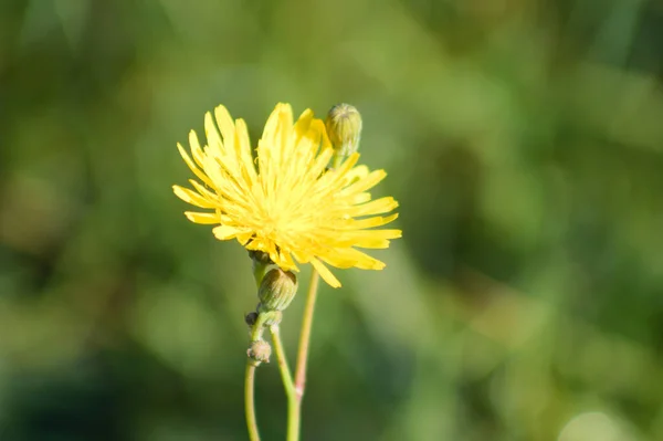 Common Hawkweed Bloom Close View Green Blurred Background — Foto Stock
