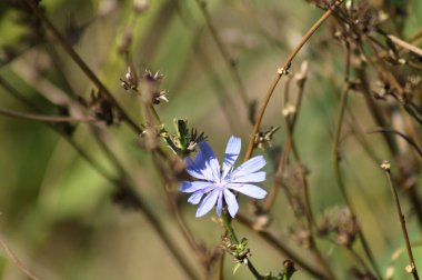 Bulanık arkaplan ile çiçek yakın görüntüsünde mavi yaygın hindiba