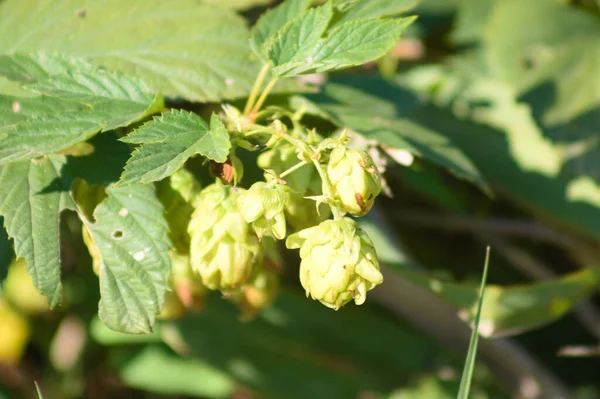 Common Hop Close View Selective Focus Foreground — Stockfoto