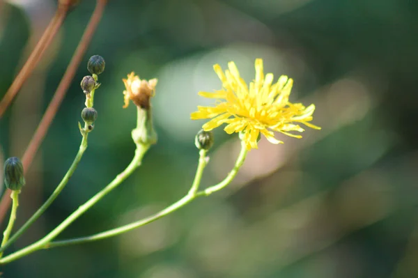 緑がかった背景を持つ花のクローズアップビューで滑らかなタカの雑草 — ストック写真