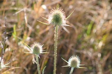 Kesme yapraklı çaydanlık yeşili tohumları. Arka planda bulanıklık var.