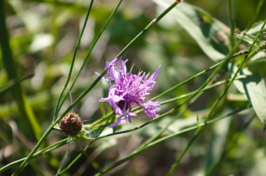 Çiçek açan knapweed 'in yakın plan görüntüsü ve seçici ön plan odaklı görüntüsü