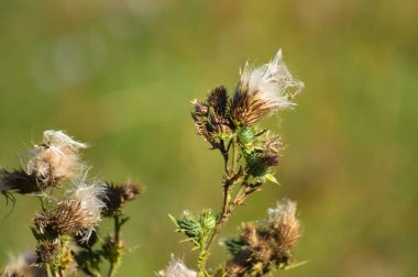 Yeşil bulanık arkaplanlı devedikeni tohumları yakın plan görüntüsü