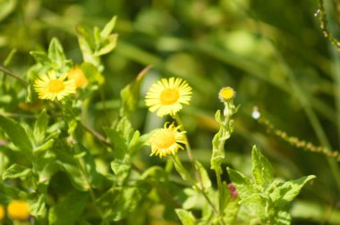 Arka planda yeşil bulanık bitkilerle çiçek açan yaygın pire yuvası