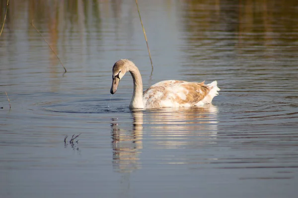 Swan Taking Head Out Water Close View Selective Focus Foreground — Stockfoto