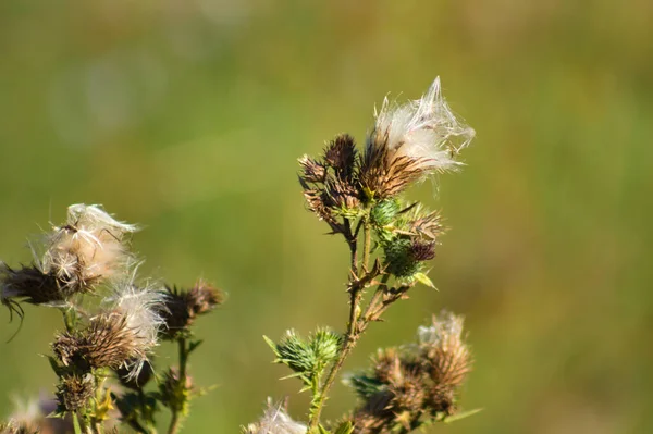 Yeşil bulanık arkaplanlı devedikeni tohumları yakın plan görüntüsü
